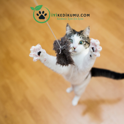 Kedi Oyuncaklarının ve Kedi Tırmalama Kütüğünün Faydaları Nelerdir?
