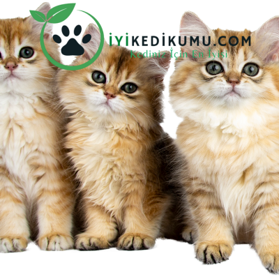 Kedilerin Mizacı: Farklı Kedi Irklarının Karakteristik Özellikleri