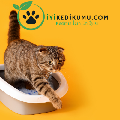 kedi kumu kokusuyla başa çıkma yöntemleri.png