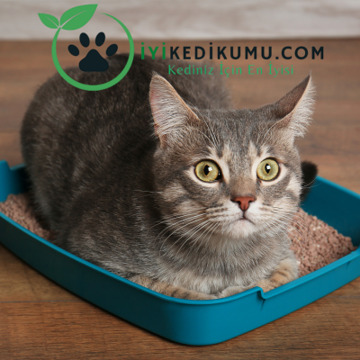 kedi kumu kokusuyla başa çıkma yöntemleri (3).png