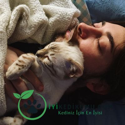 Kediler Neden Sahipleriyle Uyur? Nedeni Ne?