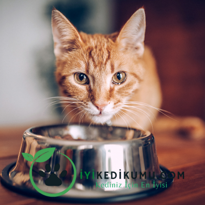 Kedi Yemek Yemiyor: Ne Yapmalıyım?