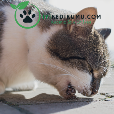 Kedi Neden Kusar?