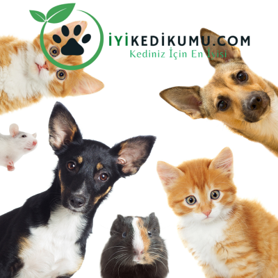 kedi köpek aksesuarları.png