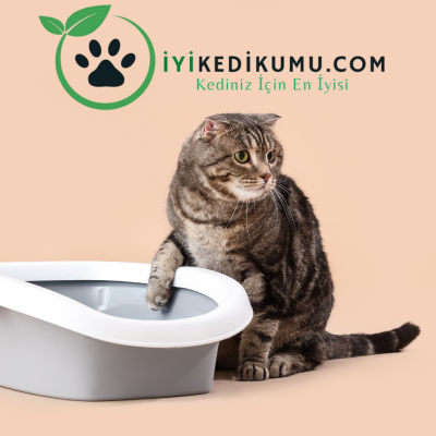 Kedi Kumu Nasıl Temizlenir?